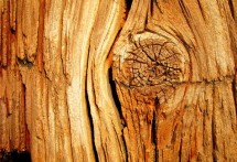 Woody